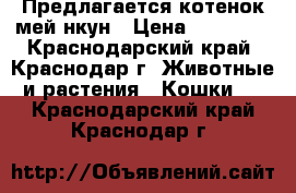 Предлагается котенок мей-нкун › Цена ­ 15 000 - Краснодарский край, Краснодар г. Животные и растения » Кошки   . Краснодарский край,Краснодар г.